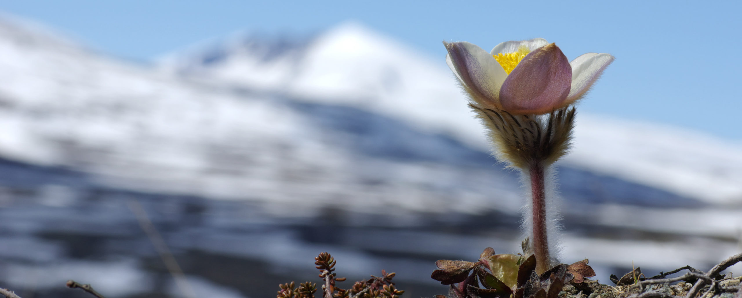 Bilde av blomst med snøhetta i bakgrunnen - Snøhetta Terapi